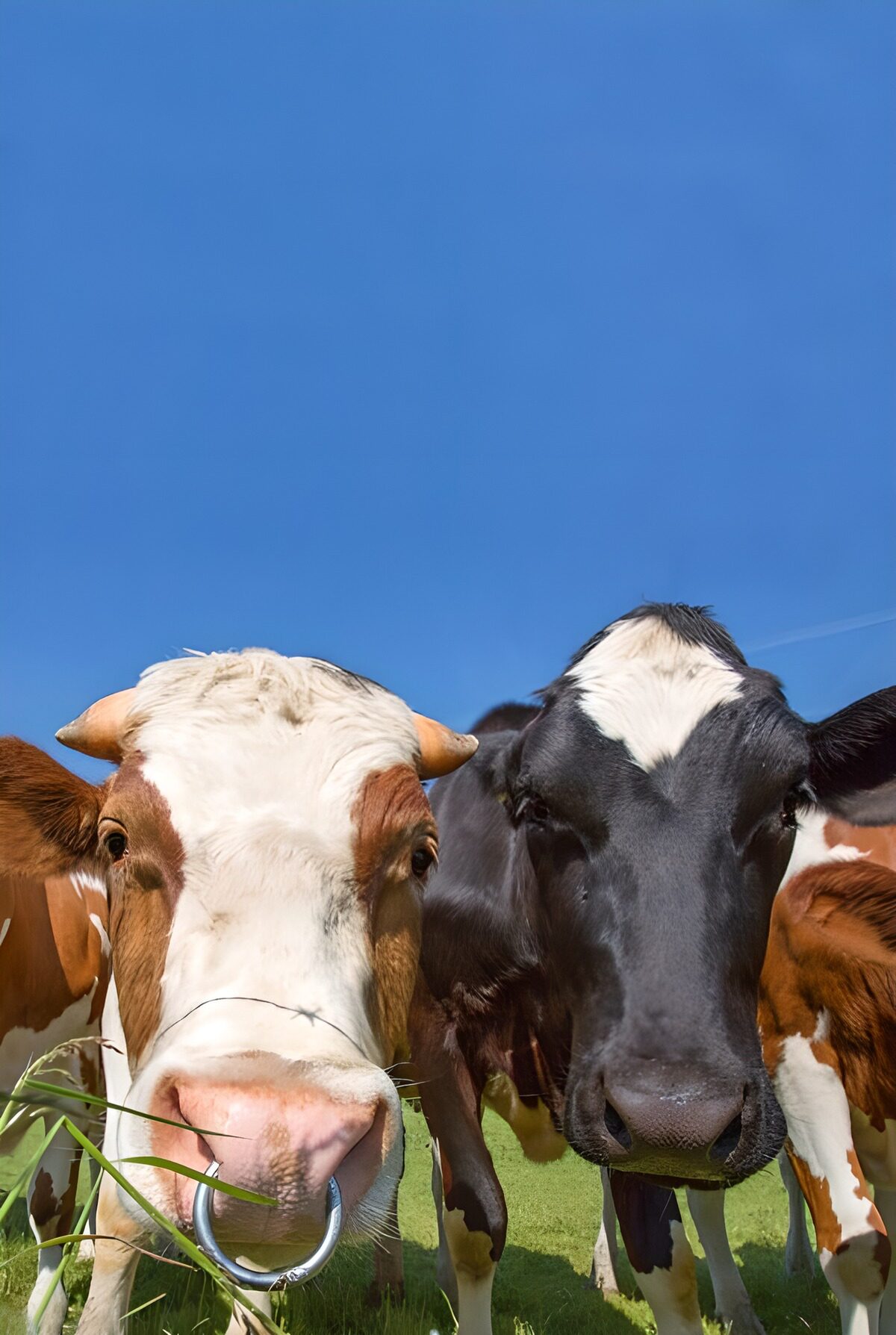 OCUK94584: Some cows in meadow