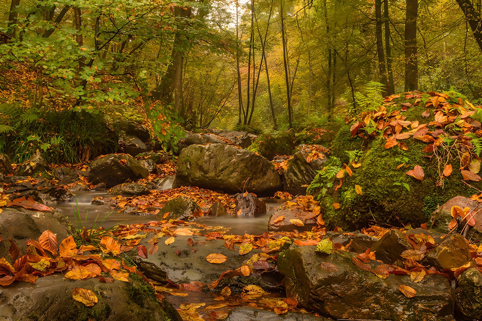 OCUK81530: Tranquil Autumn Stream in the Forest