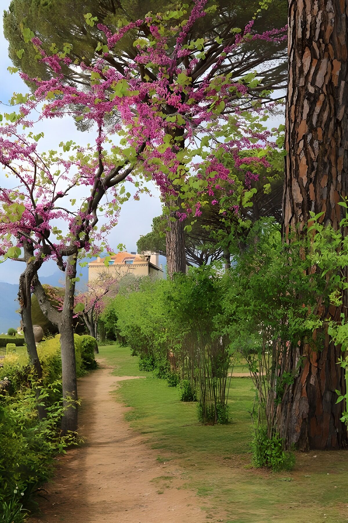 OCUK44927: Serene Blossom Pathway in Bloom