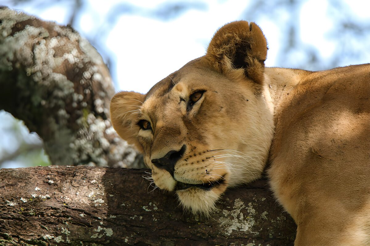 OCUK38726: Resting Lioness on a Branch