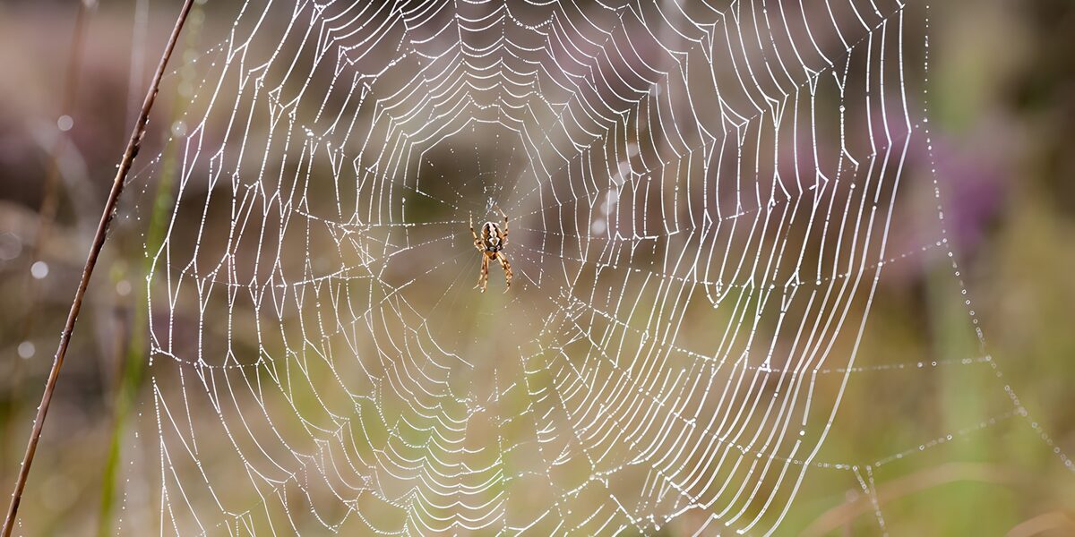 OCUK33398: Intricate Spider Web in Nature