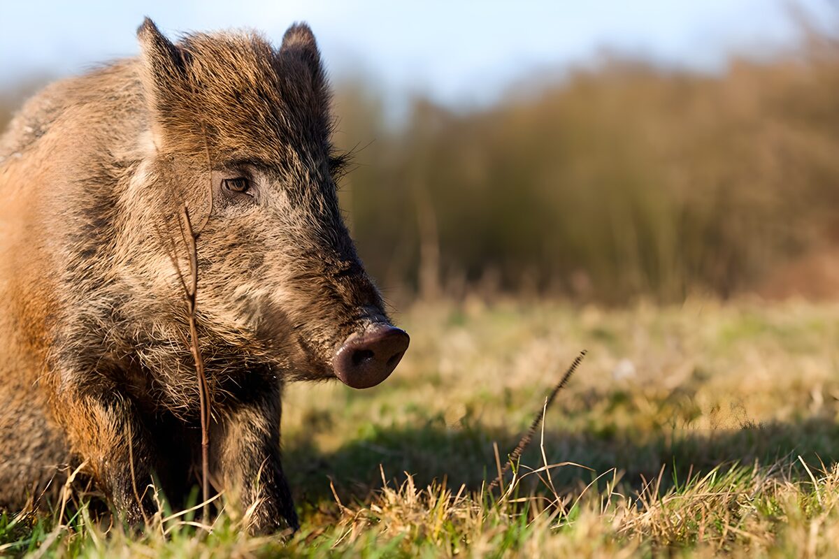 Wild Boar in Natural Habitat