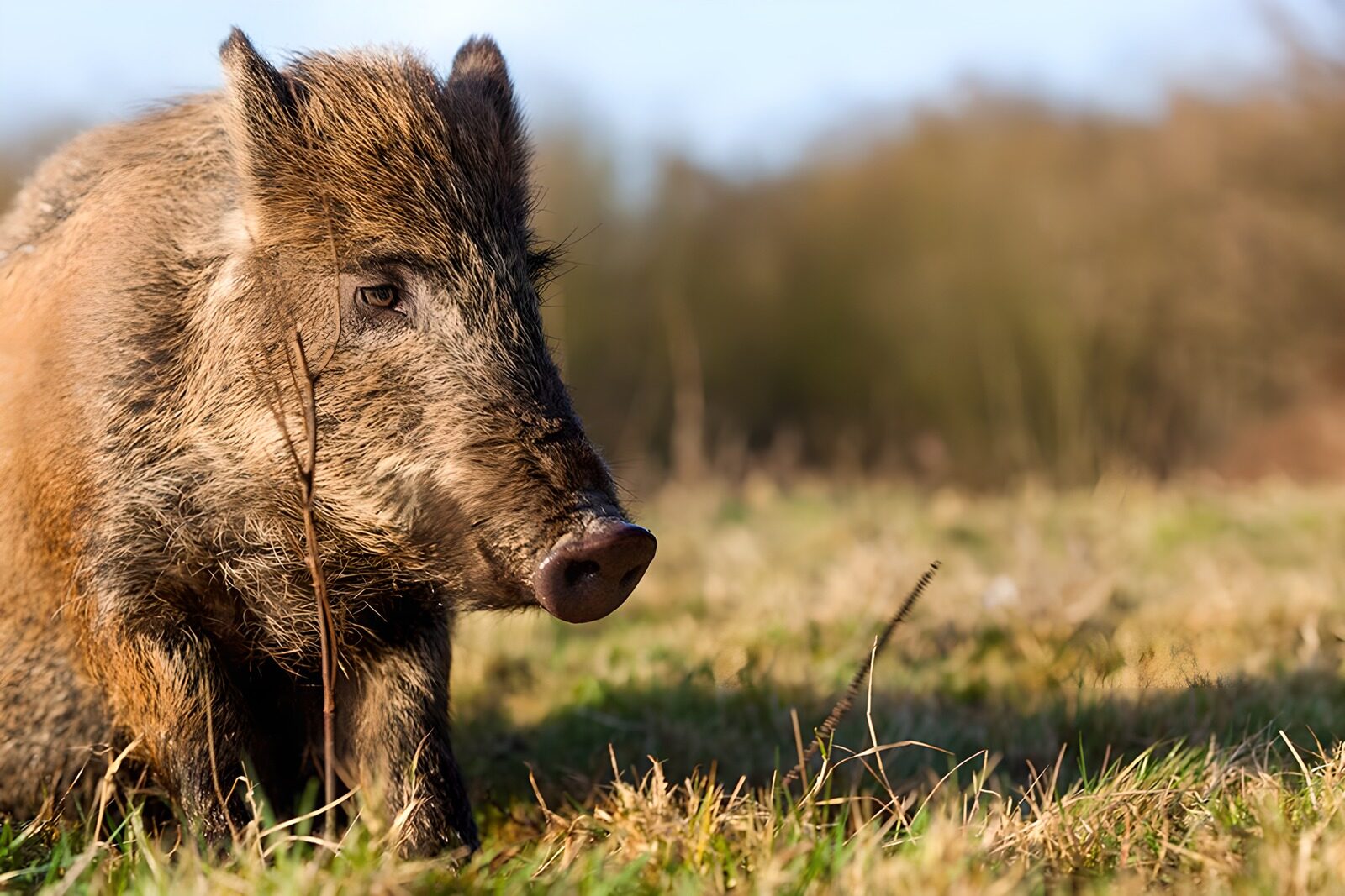 OCUK82914: Wild Boar in Natural Habitat