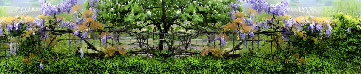 OCUK90635: Lush Wisteria Over a Garden Fence