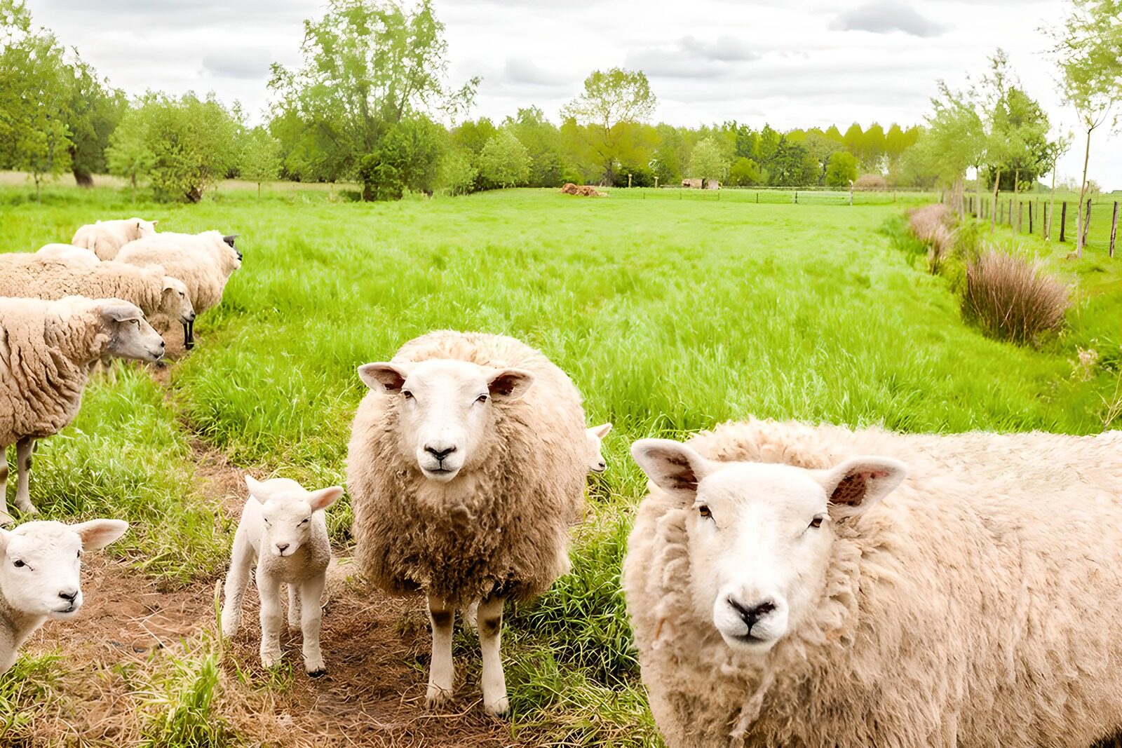 OCUK34823: Tranquil Sheep in a Green Pasture