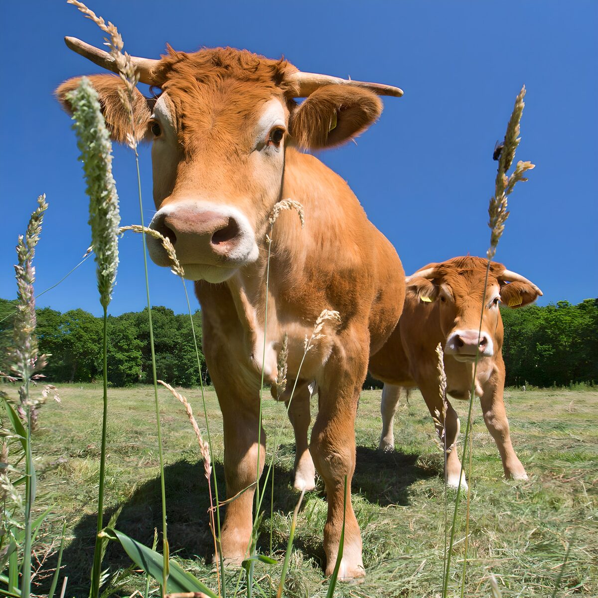 OCUK38674: Playful Cows in the Pasture