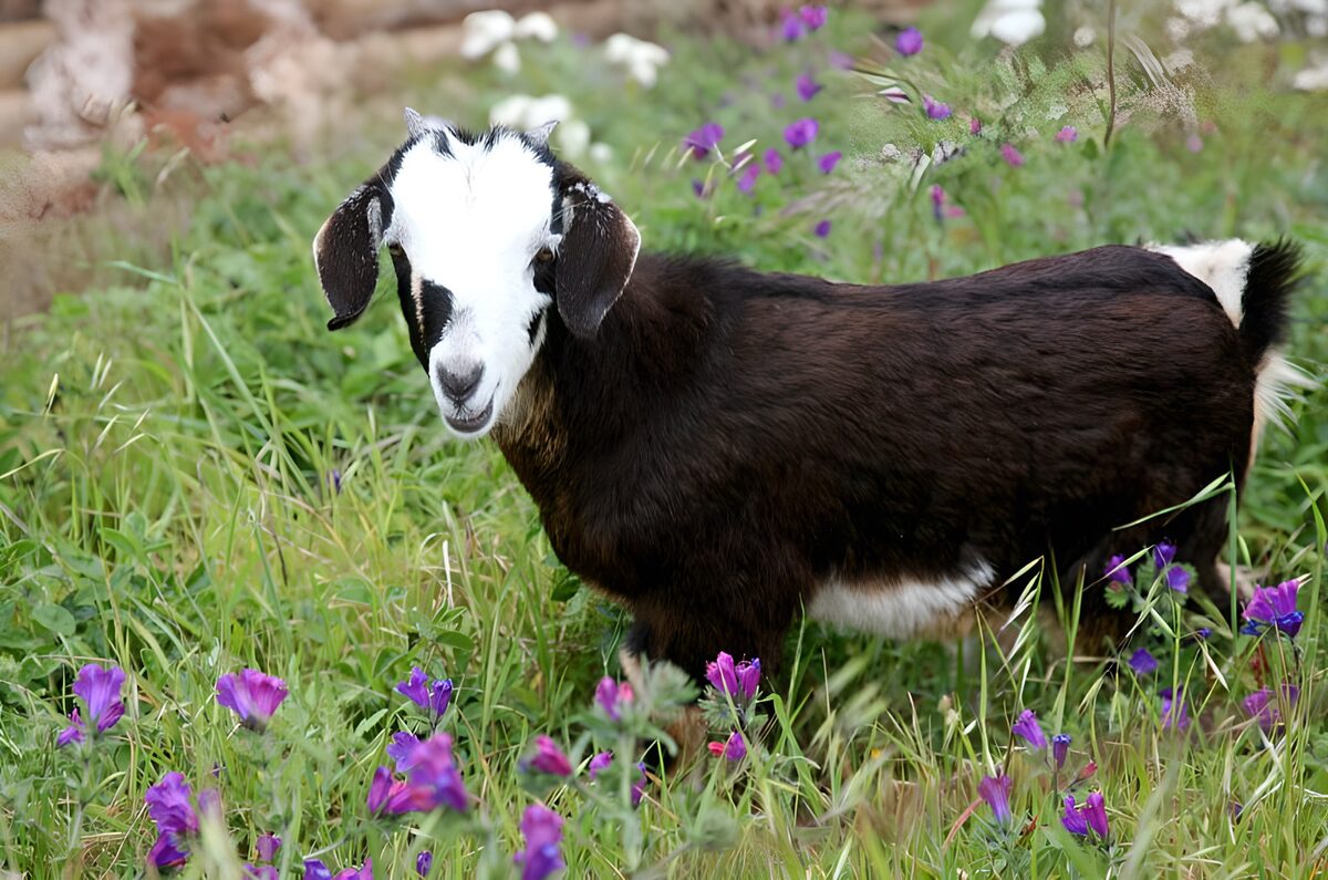 Goat in field with purple flowers