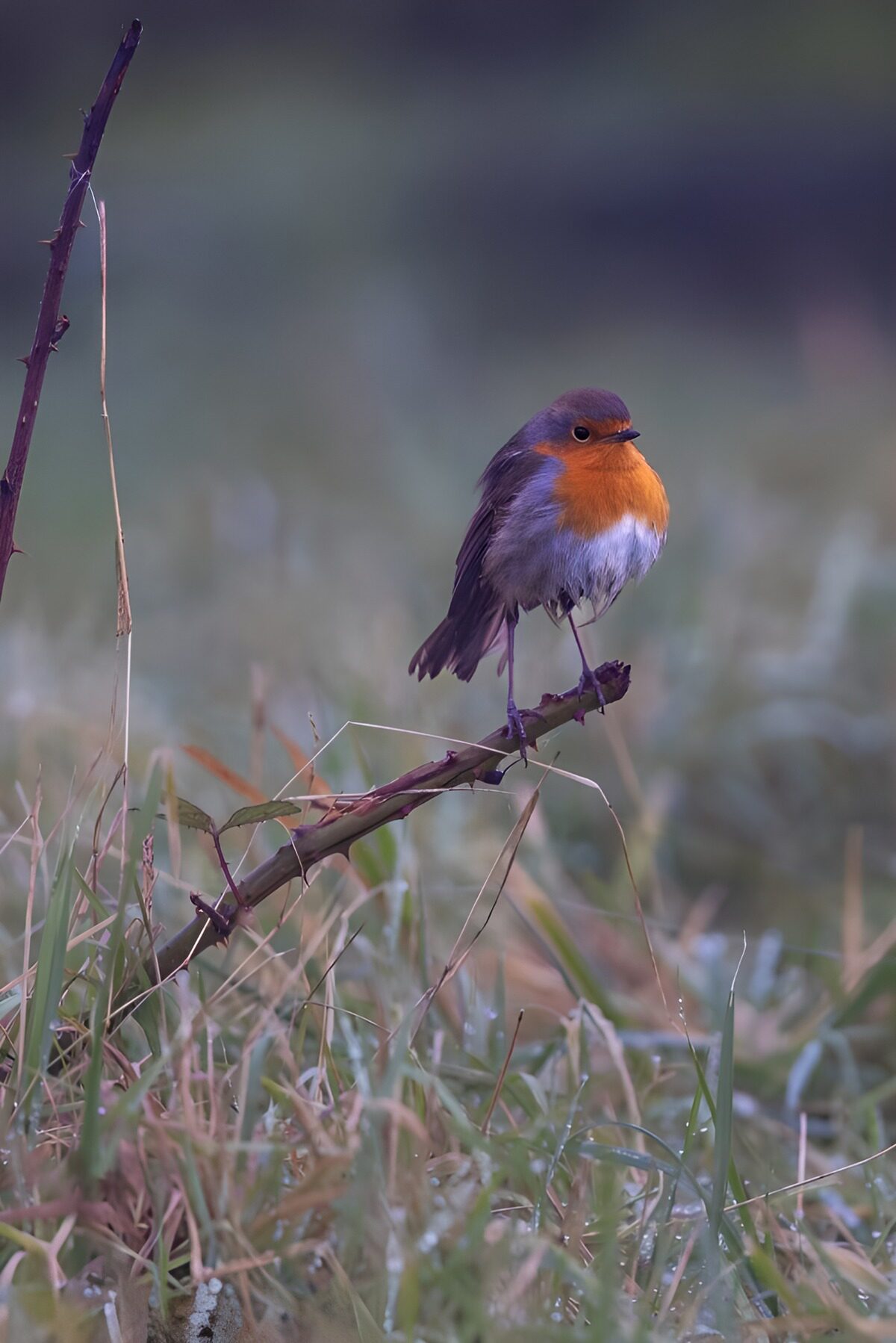 OCUK26345: Charming Robin on a Branch