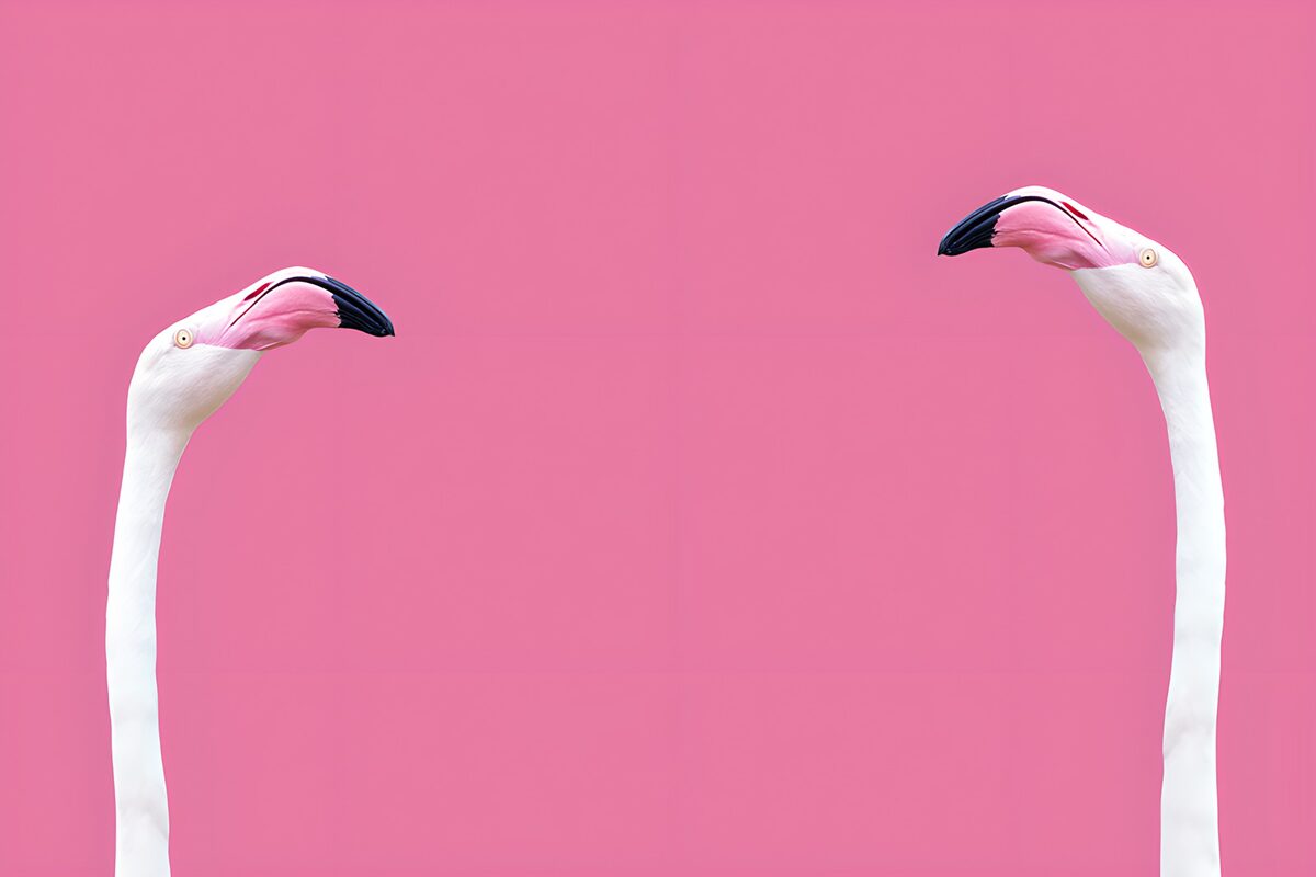 Elegant Flamingo Heads in Pink