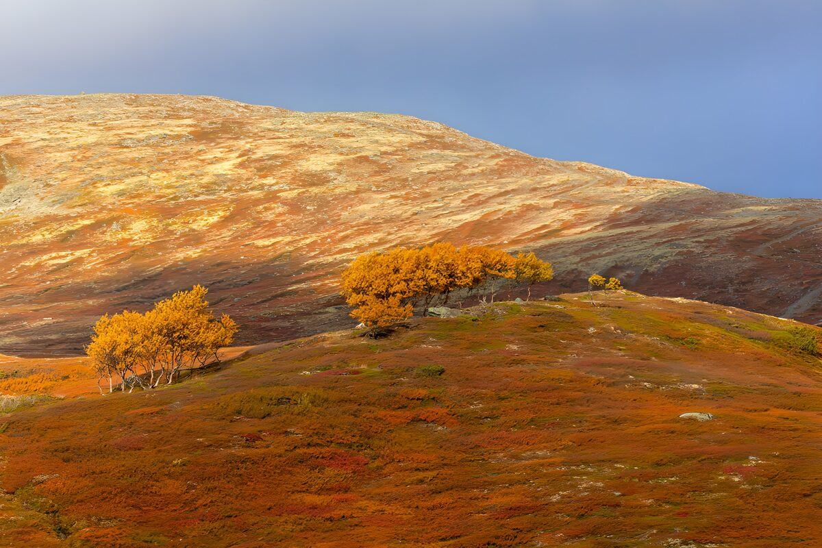 OCUK55375: Autumn Hillscape with Golden Foliage