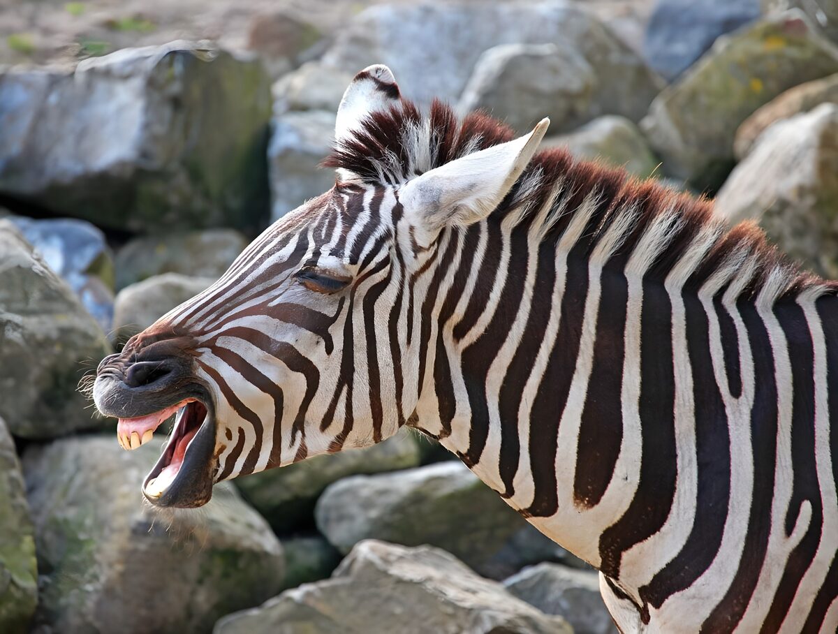 Close up of Zebra