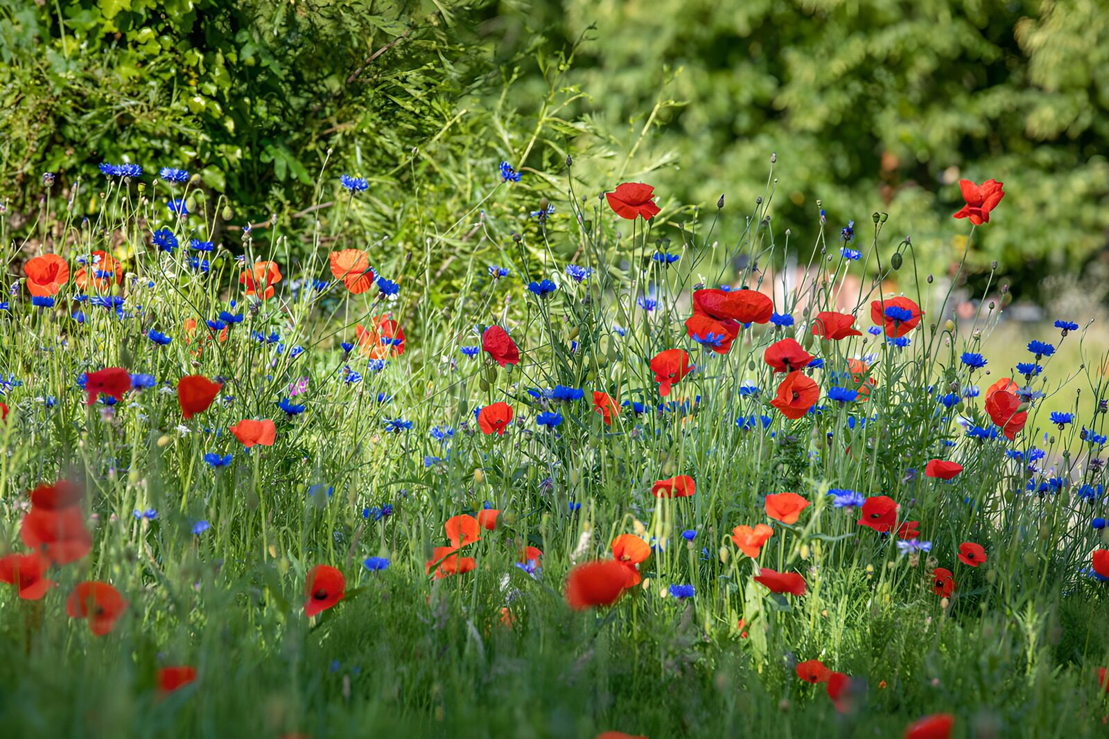 OCUK46390: Vibrant Field of Poppies and Cornflowers