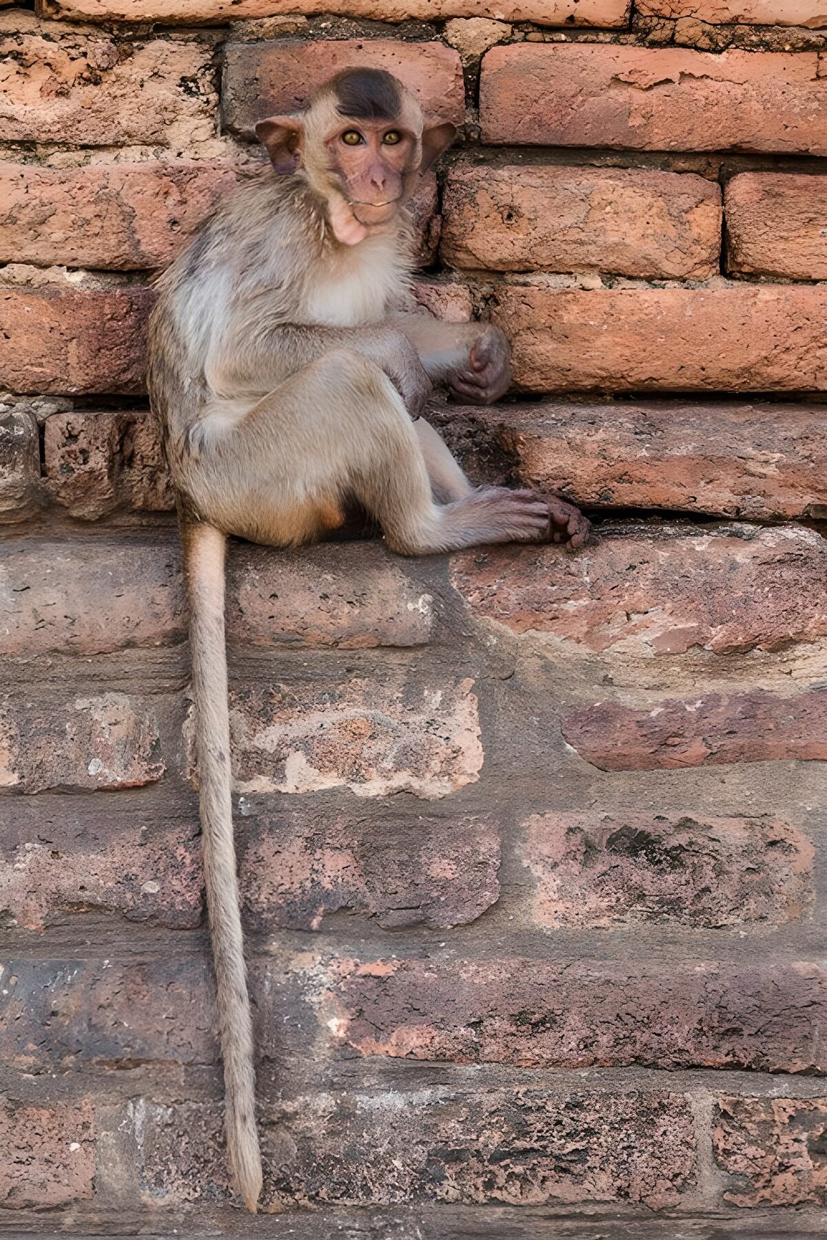 OCUK30229: Curious Monkey on Brick Wall