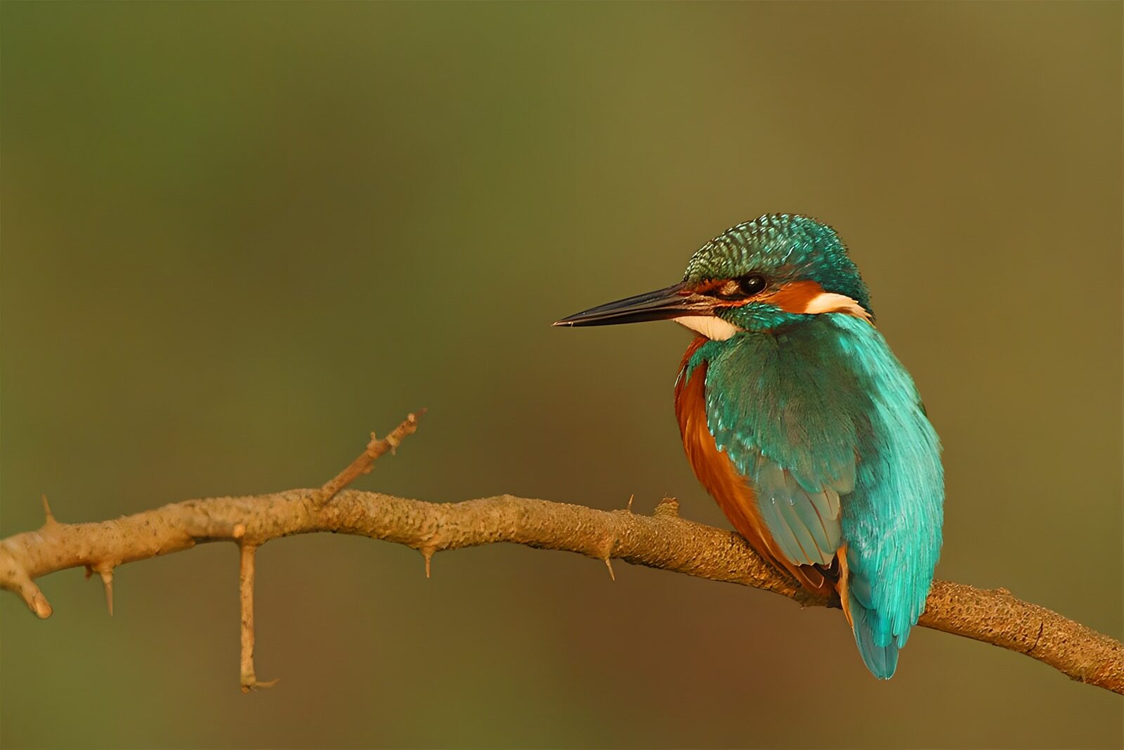 OCUK74520: Vibrant Kingfisher Perched Gracefully