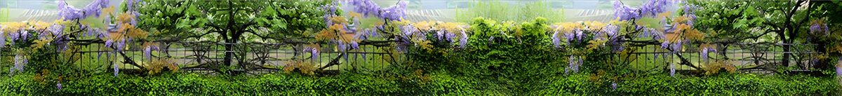 OCUK91151: Lush Garden with Wisteria Blooms
