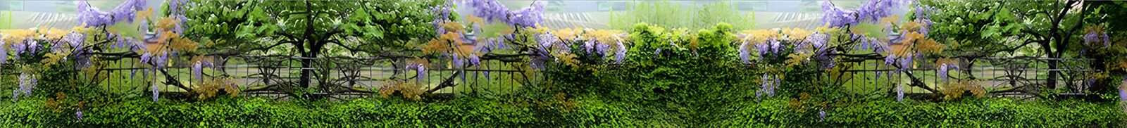 OCUK91151: Lush Garden with Wisteria Blooms