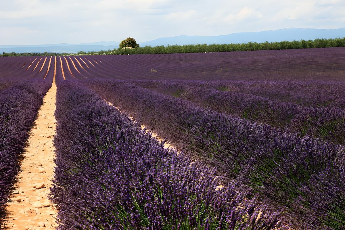 OCUK69967: Lavender Fields Under a Blue Sky