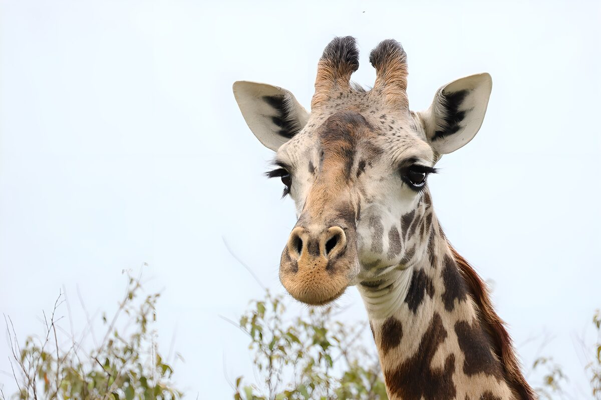 OCUK52991: Graceful Giraffe in the Wild