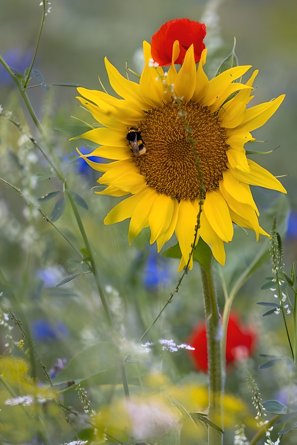 OCUK12627: Vibrant Sunflower with Bumblebee