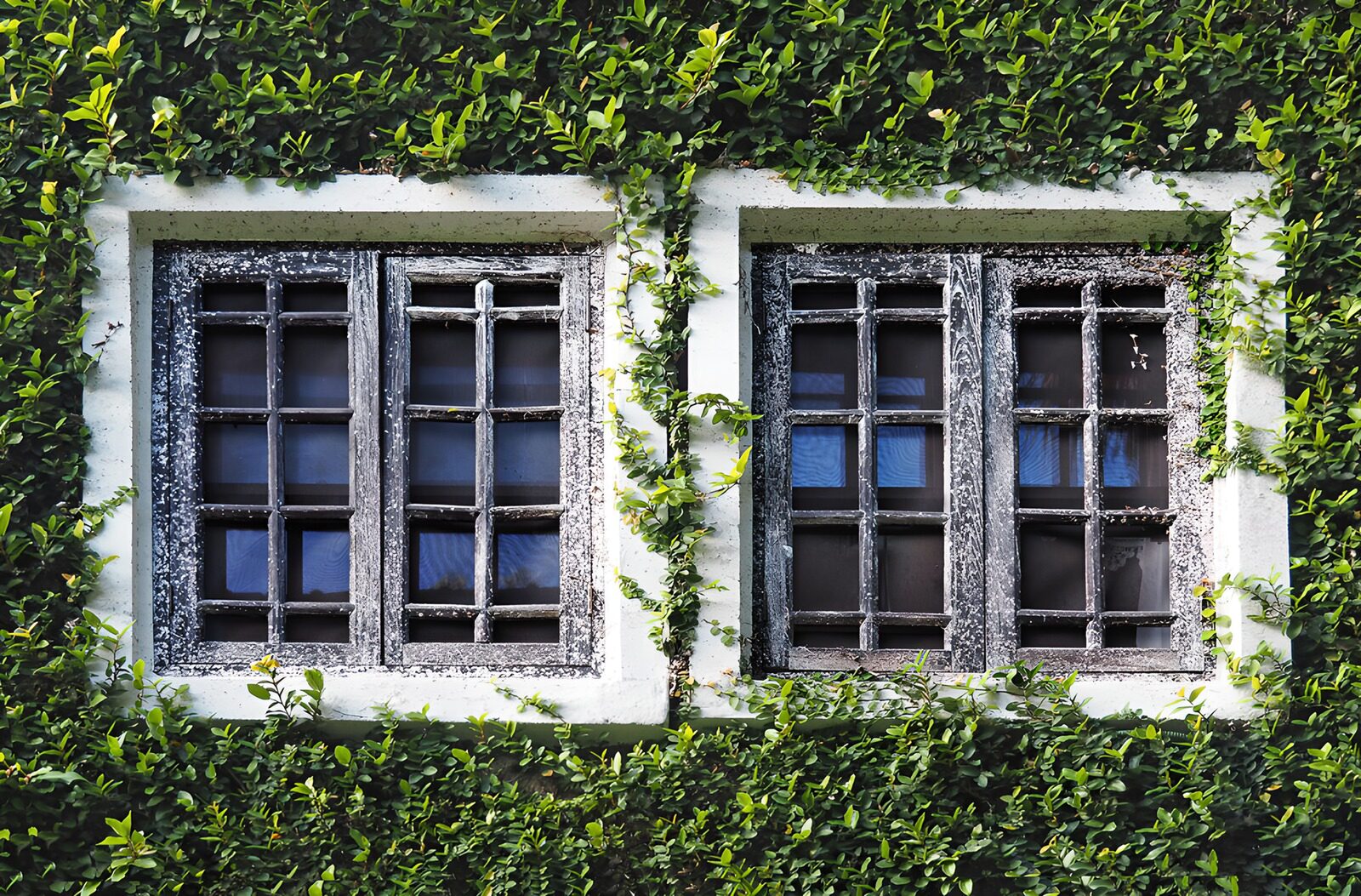 OCUK85655: Vintage Windows Framed by Greenery