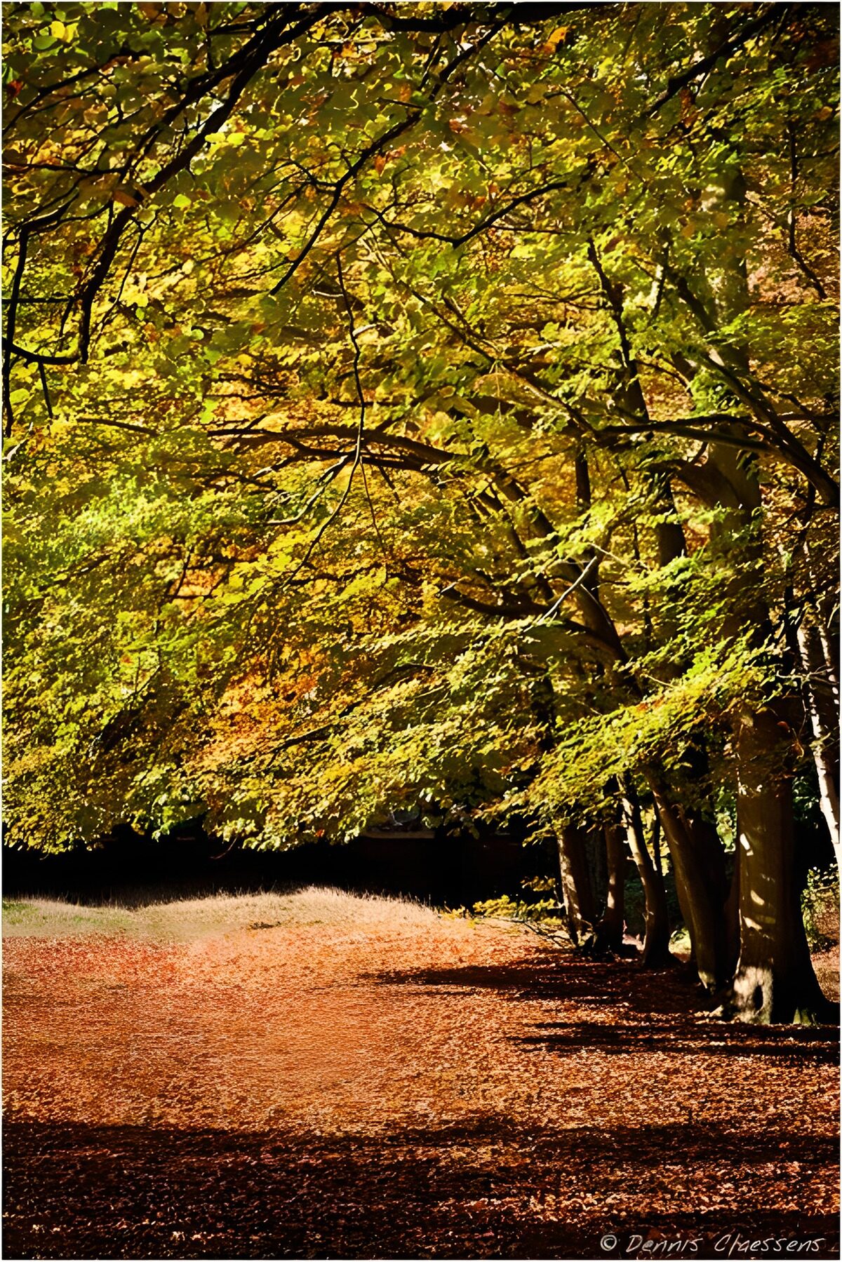 OCUK40744: Golden Autumn Pathway