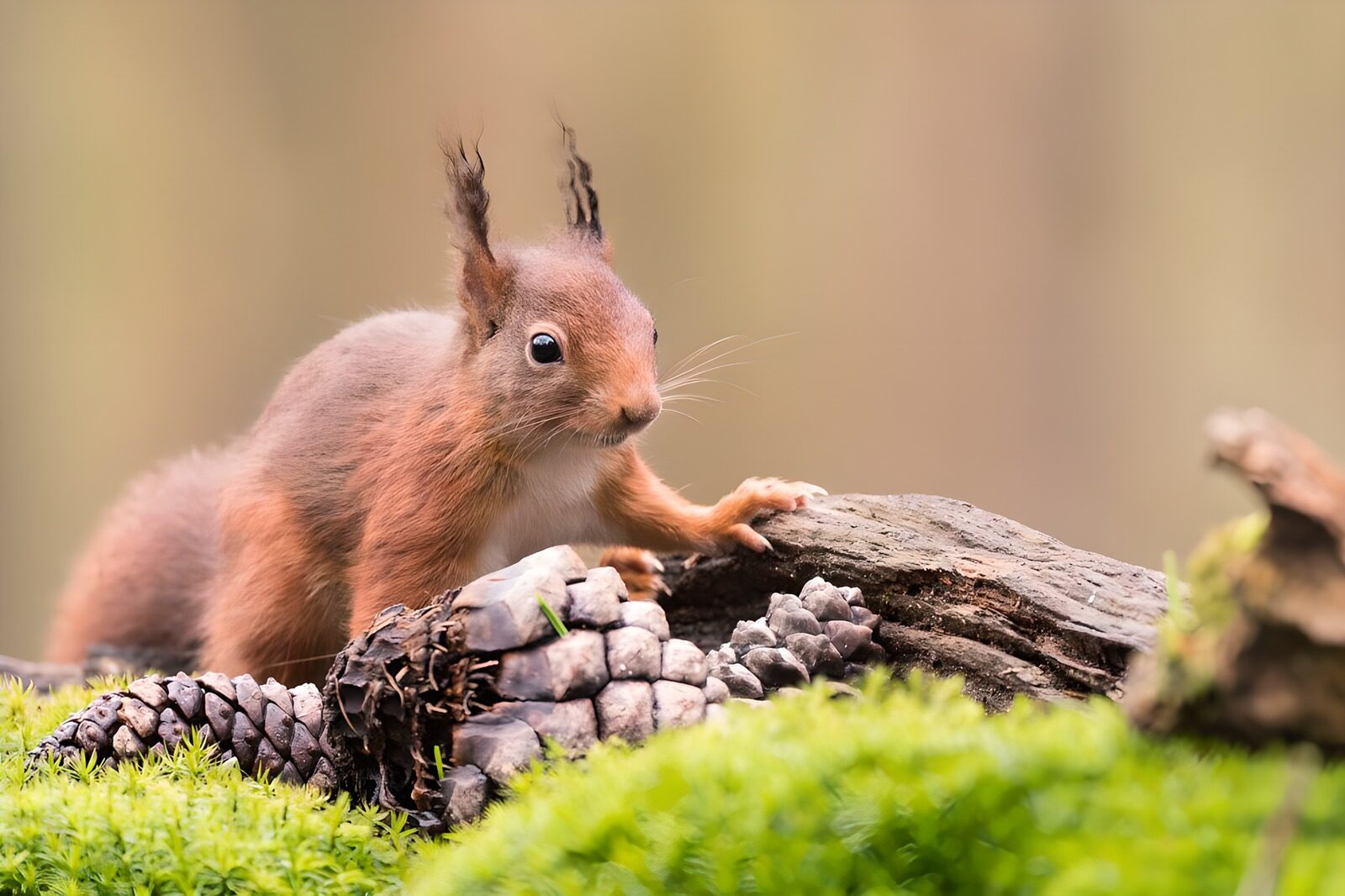 OCUK36892: Curious Squirrel Among Pine Cones