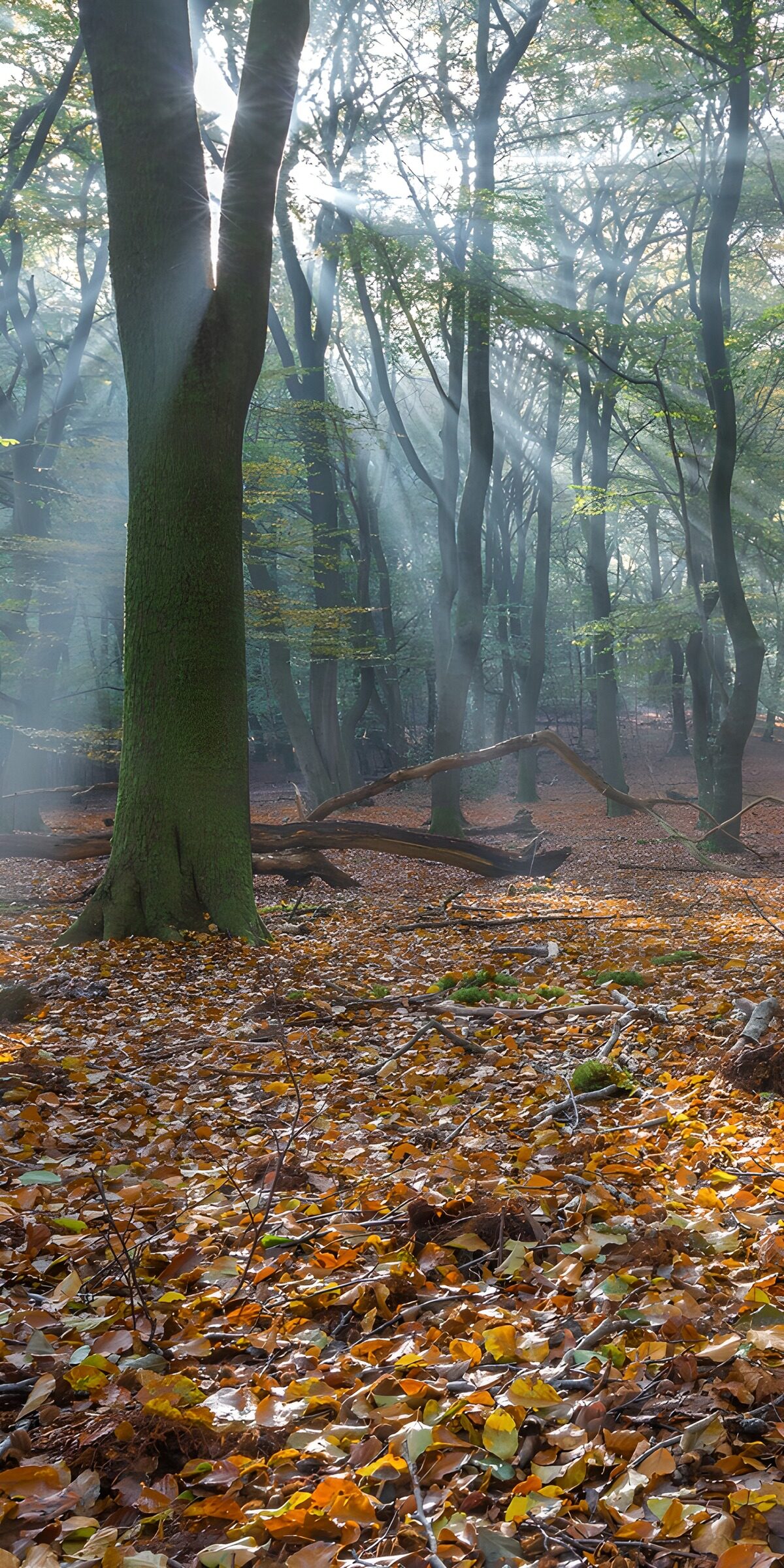 OCUK51476: Enchanted Forest Light