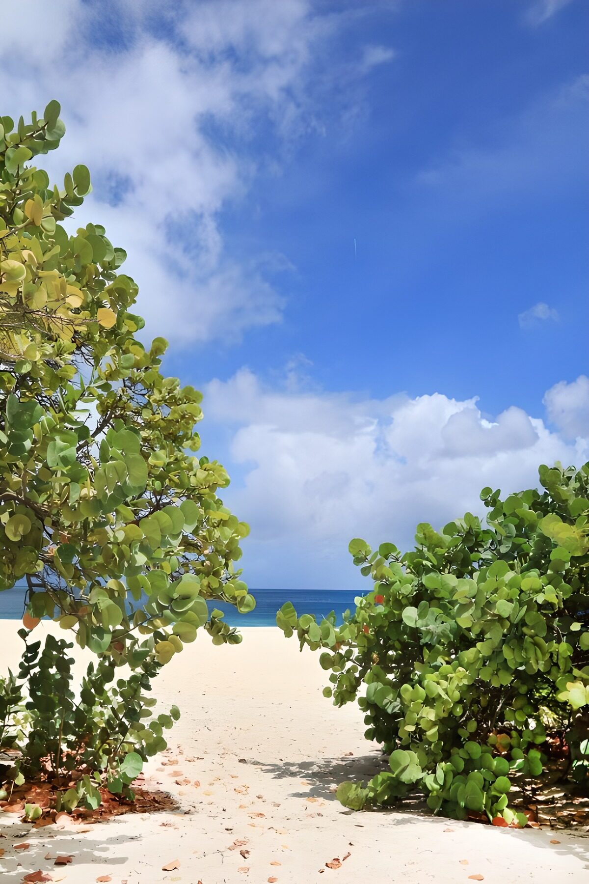 OCUK15540: Serene Beach Pathway