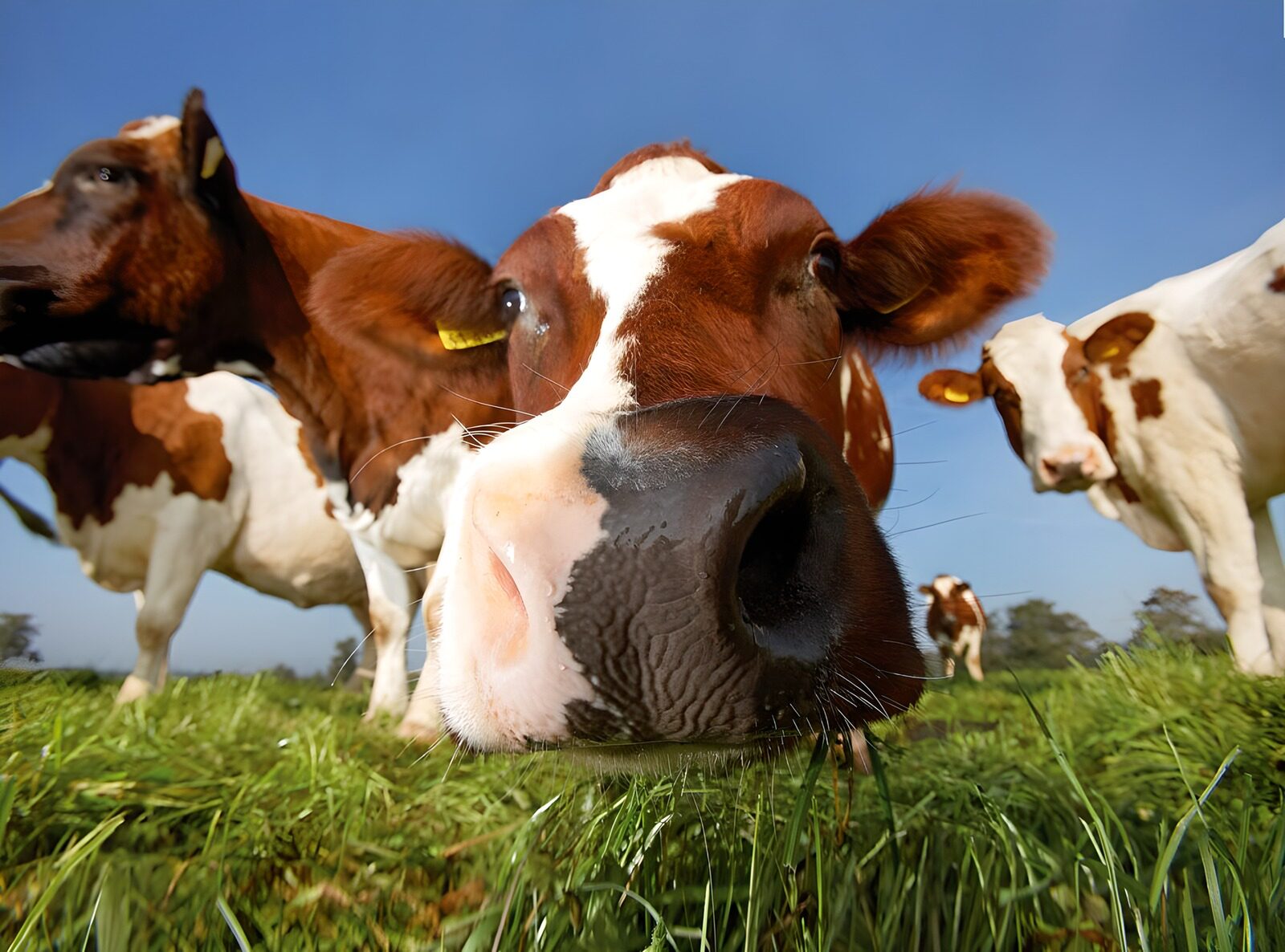 OCUK14402: Cow looking into camera lens
