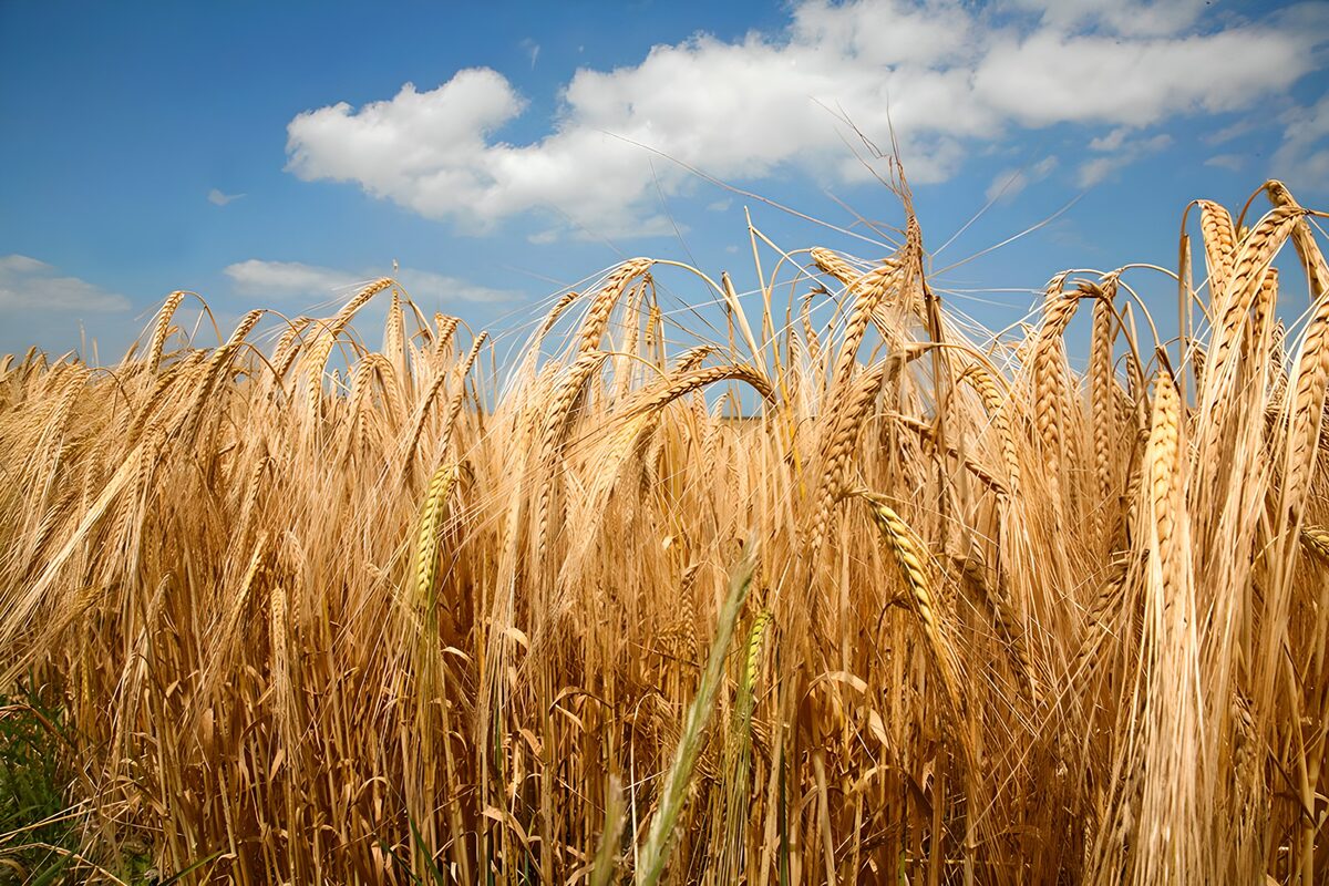 OCUK64161: Golden Wheat Field Under a Blue Sky