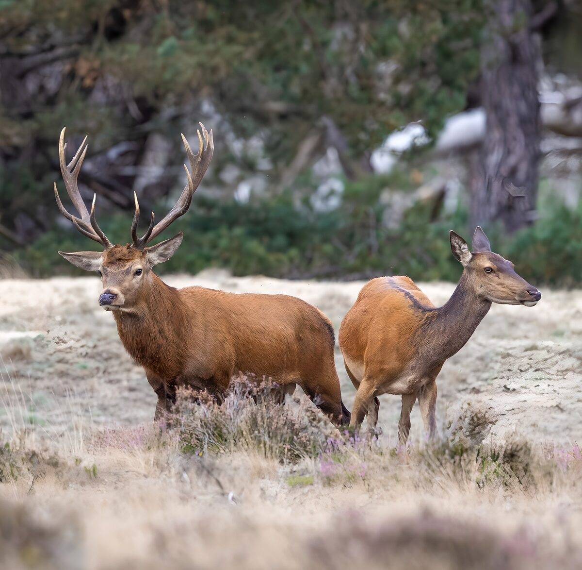 OCUK60017: Majestic Stag and Doe in Nature