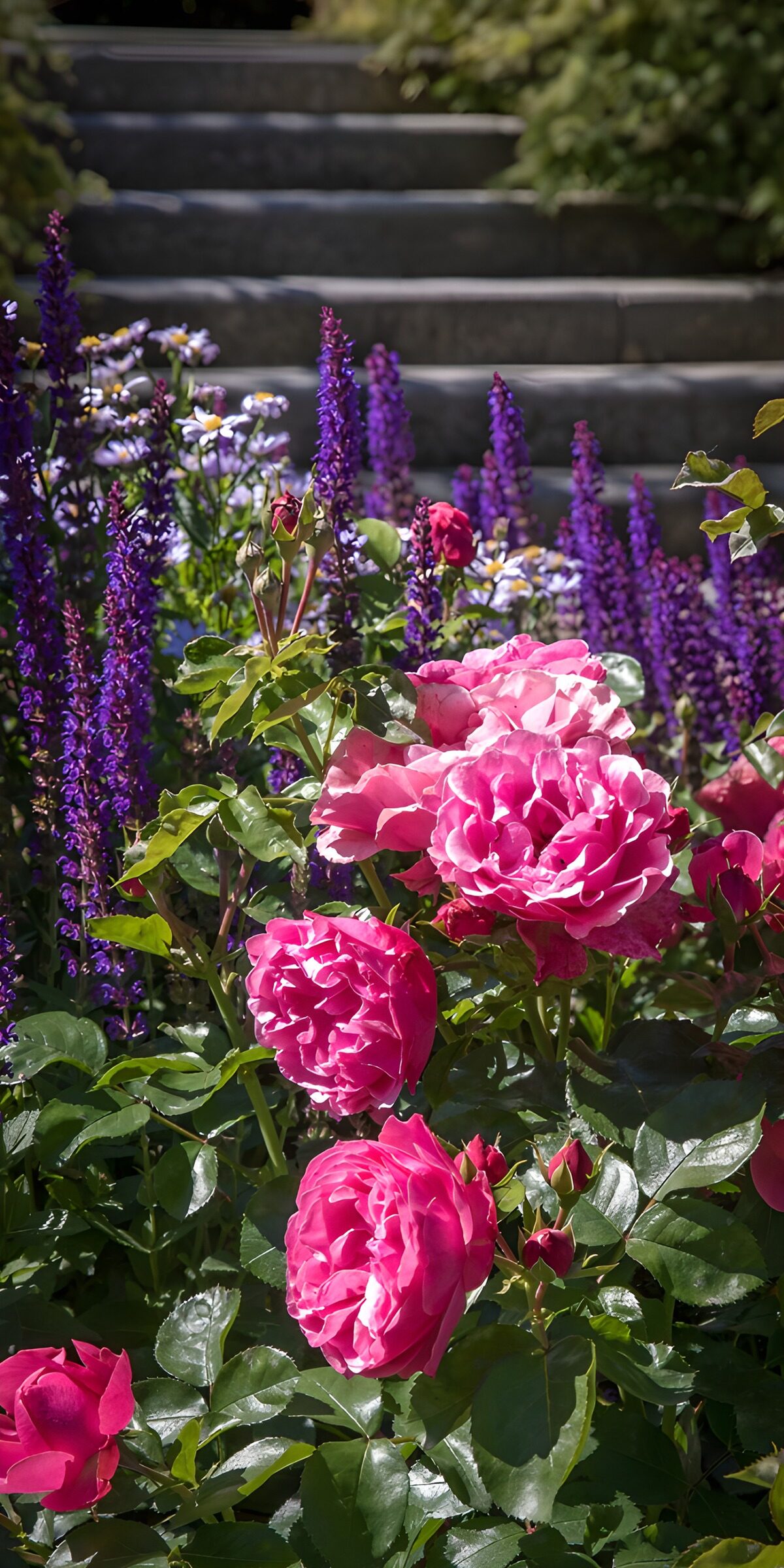 OCUK81685: Vibrant Garden Blooms in Full Glory
