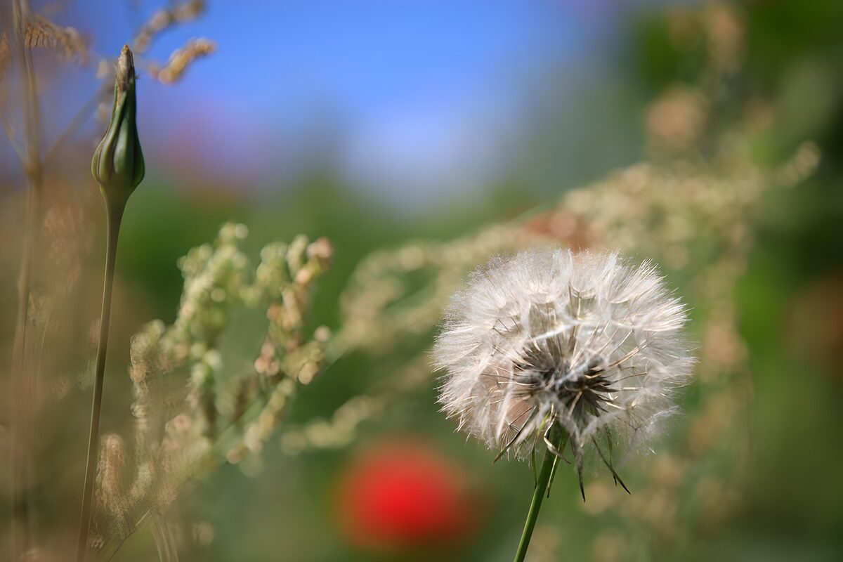 Delicate Dandelion in Nature's Embrace
