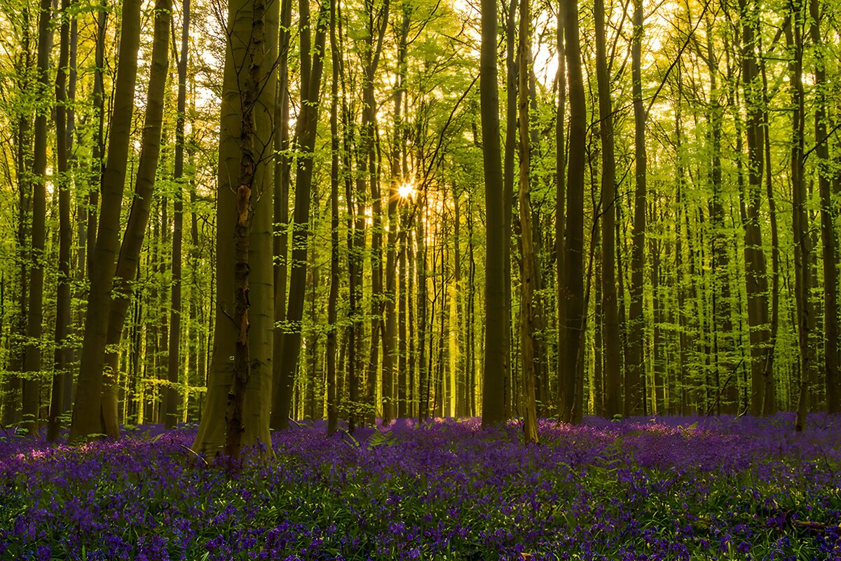 OCUK21587: Enchanted Forest of Bluebells