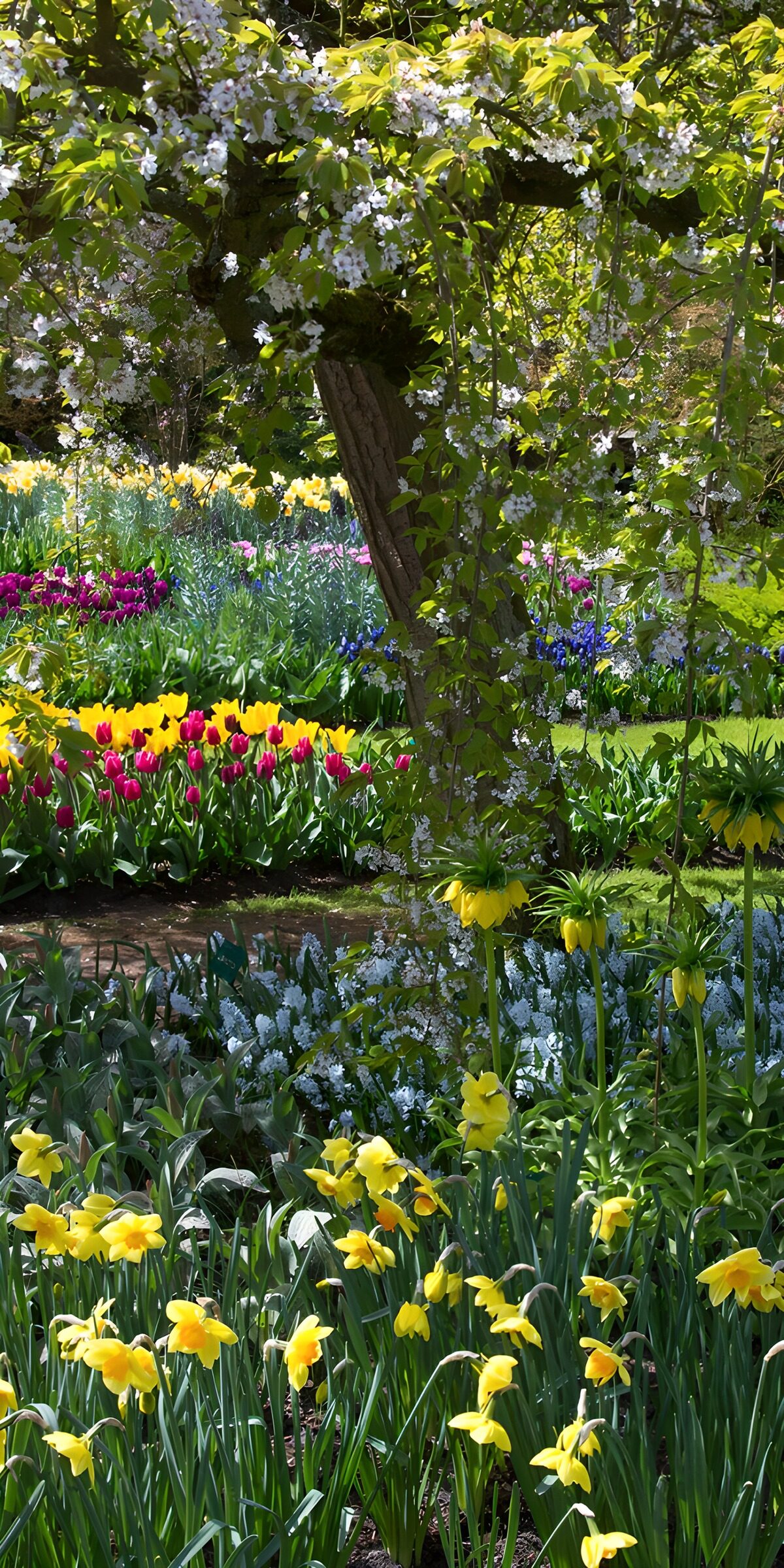 OCUK63718: Vibrant Spring Blossom