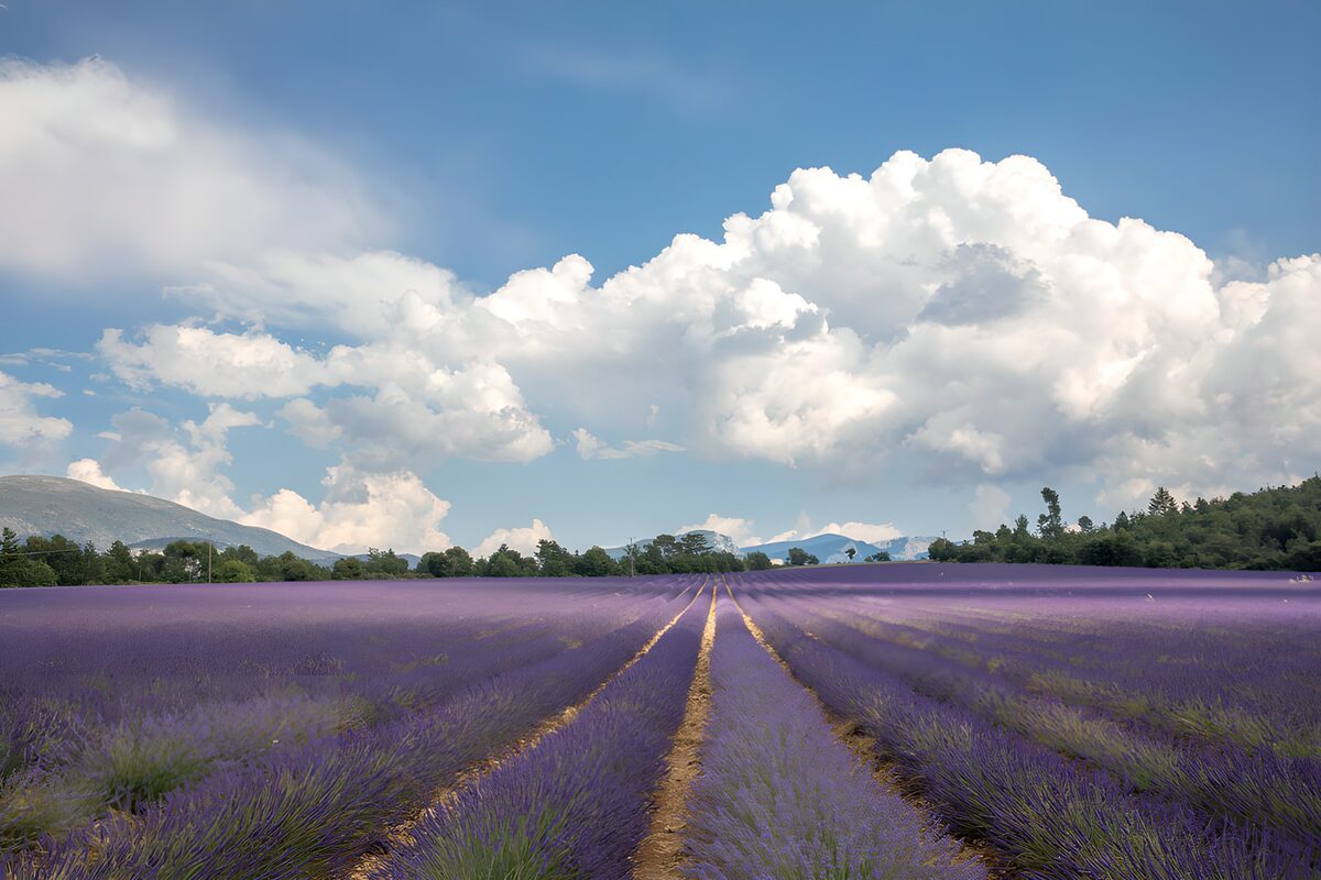 OCUK67139: Lavender Fields Under a Blue Sky