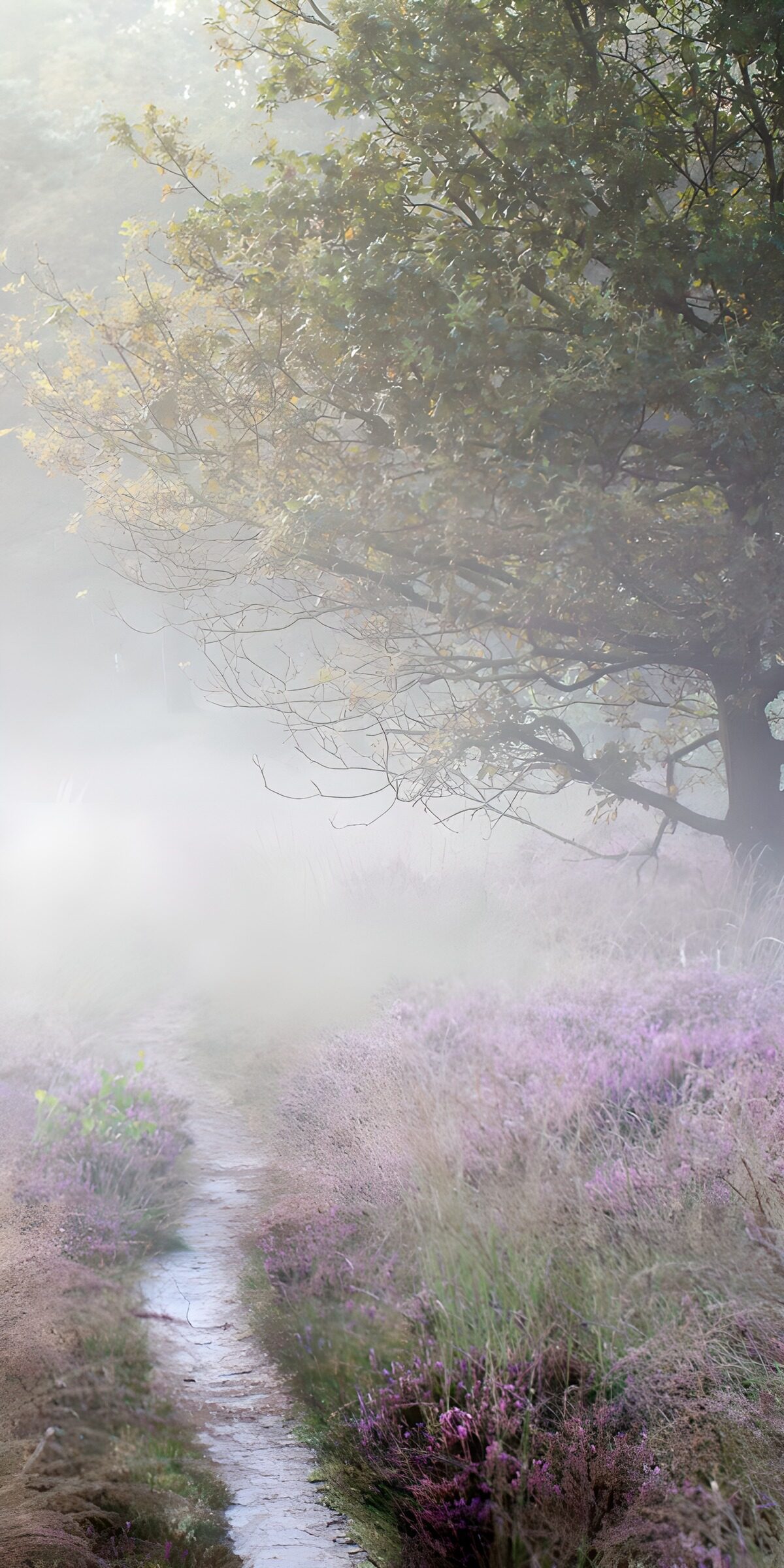 OCUK56106: Misty Pathway Through Lavender Fields