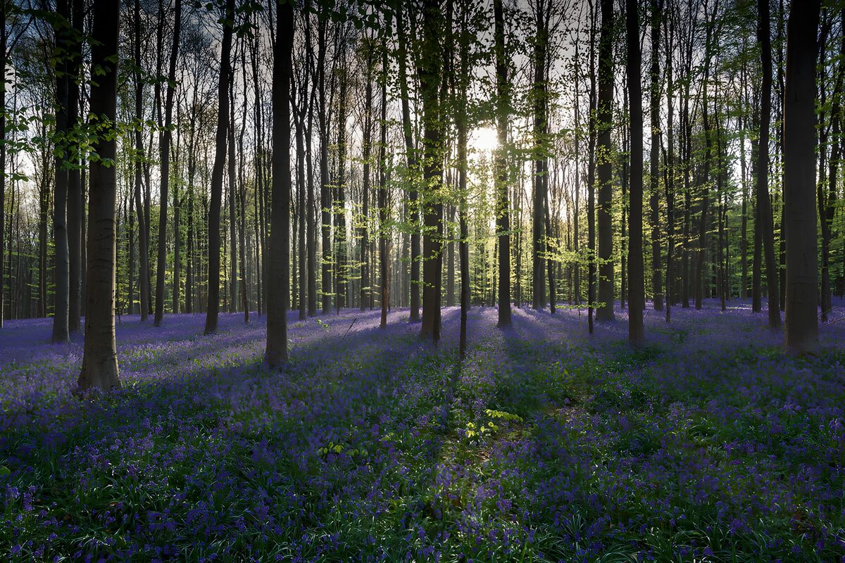 OCUK71036: Enchanted Bluebell Forest
