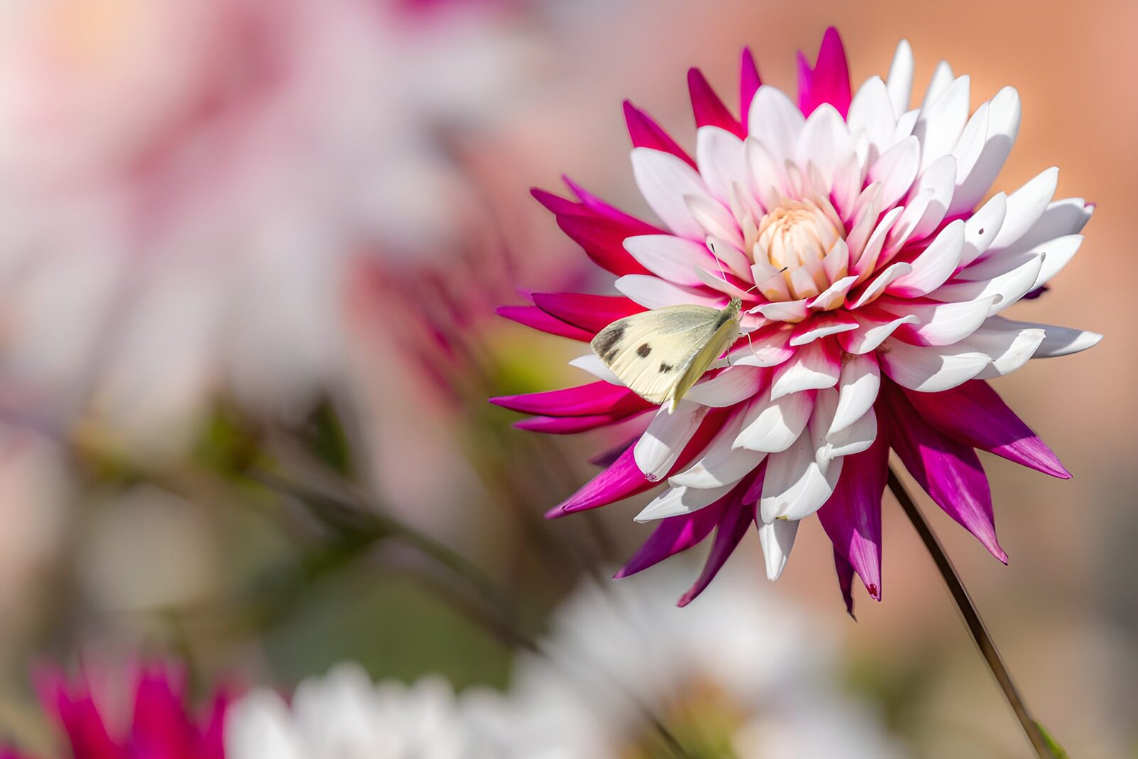 OCUK41112: Butterfly on a Vibrant Flower