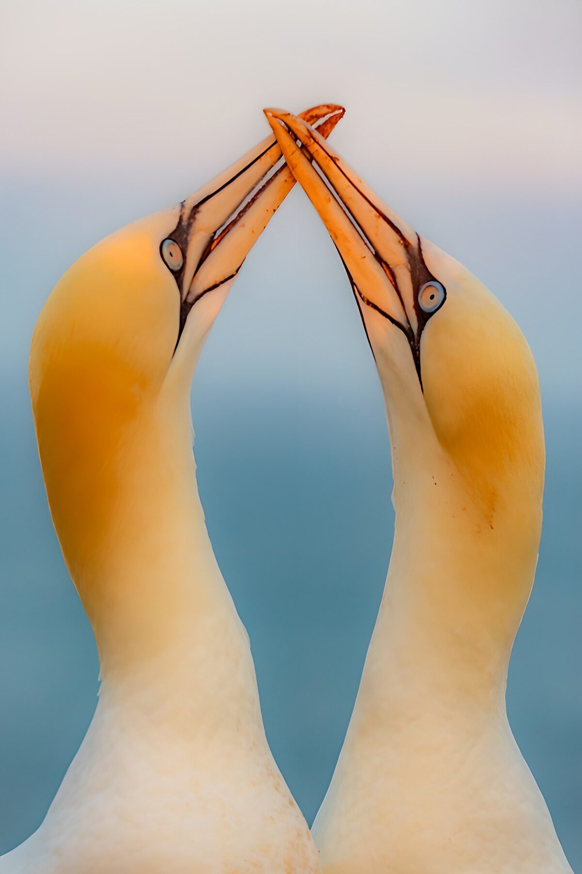 OCUK14673: Love in the Skies: Gannets Embrace