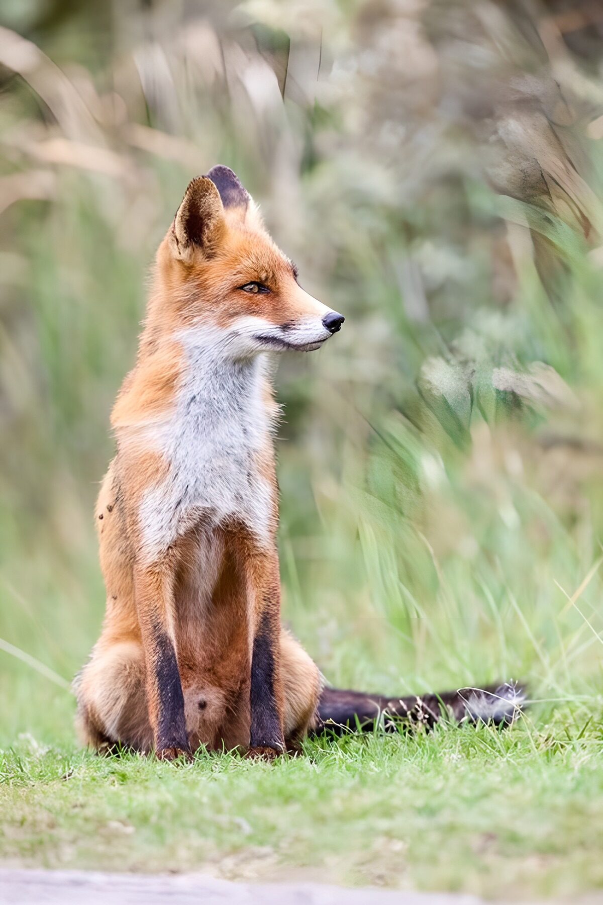 OCUK17264: Elegant Fox in Natural Habitat