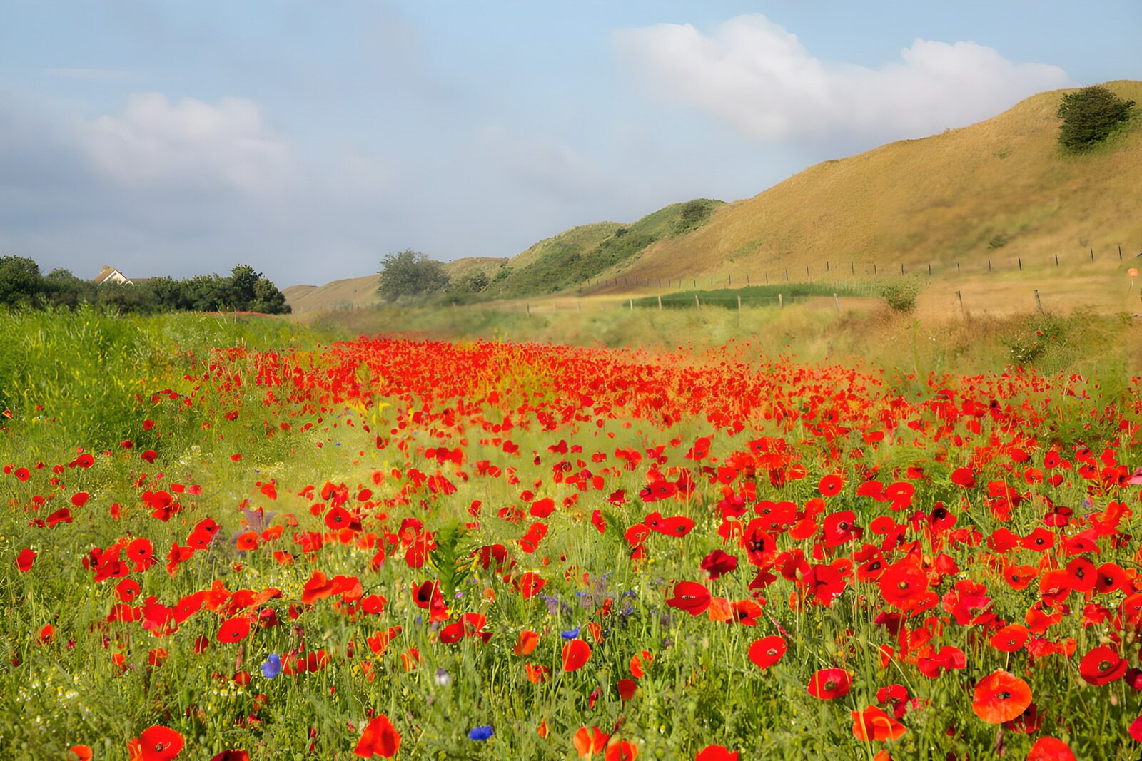 OCUK34403: Vibrant Poppy Field in Bloom