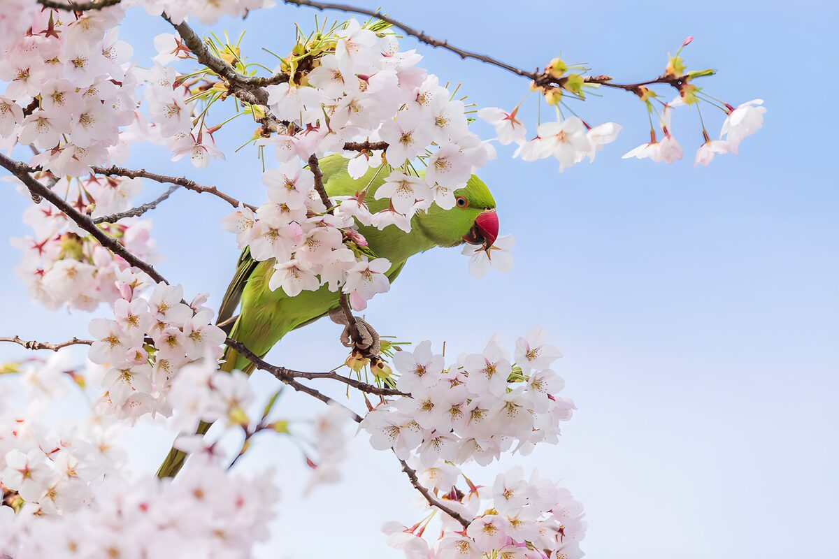 OCUK63149: Parrot Among Cherry Blossoms
