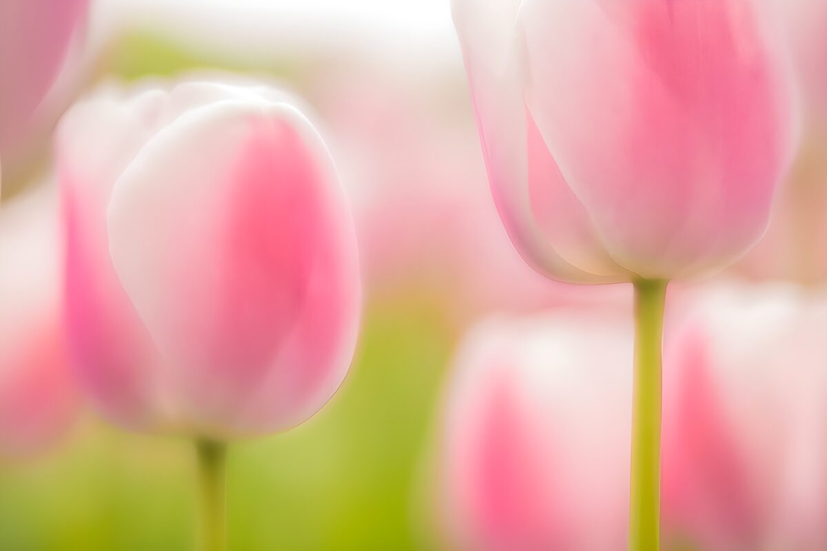 Soft Pink Tulips in Bloom