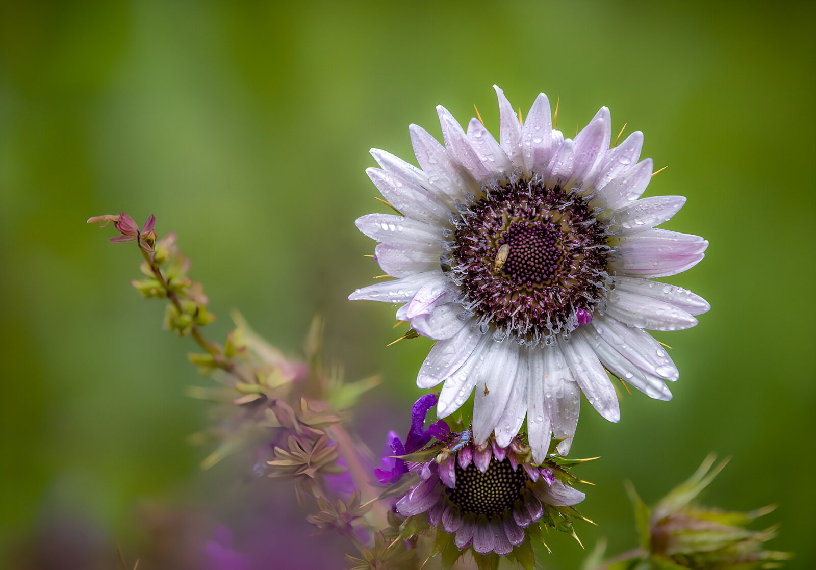 OCUK59452: Rain-Kissed Wildflower Bloom