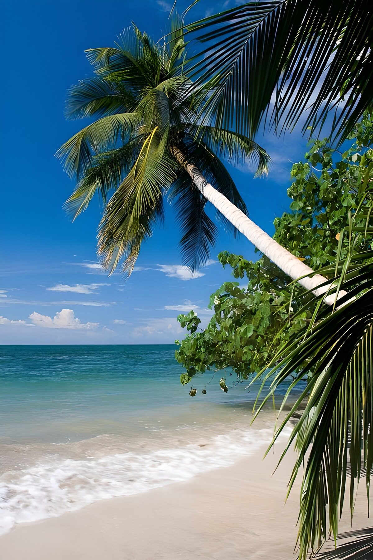 OCUK40600: Tropical Beach Escape