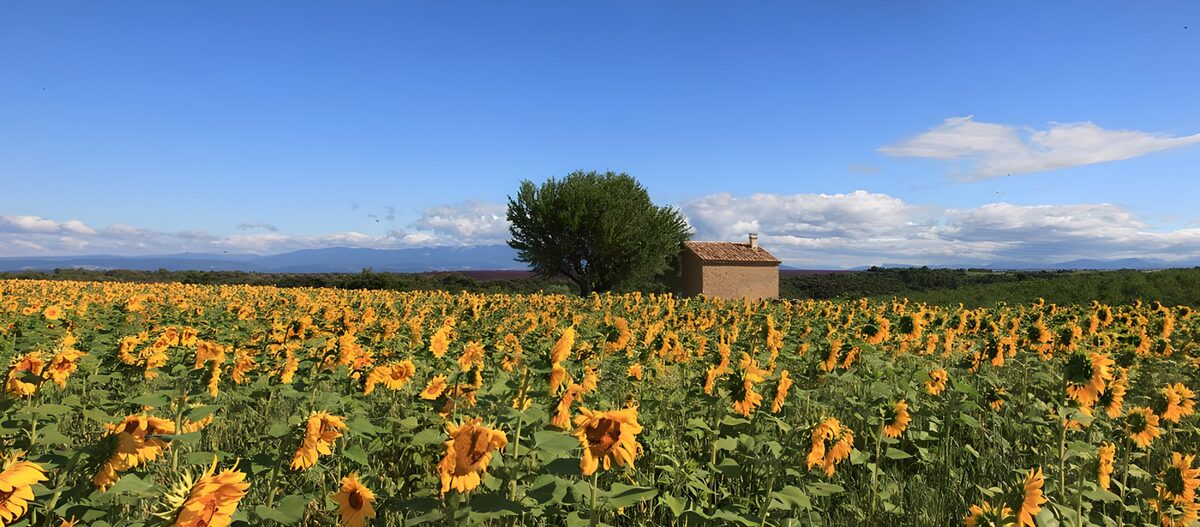 Sunflower Bliss in a Rural Landscape