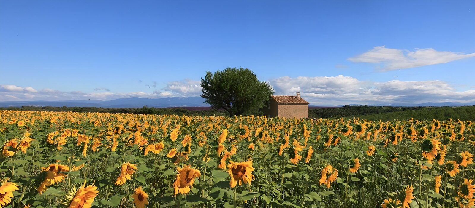 OCUK67161: Sunflower Bliss in a Rural Landscape