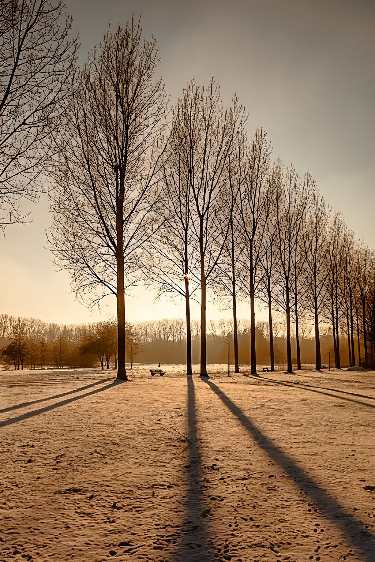 OCUK59961: Winter Shadows Beneath Bare Trees