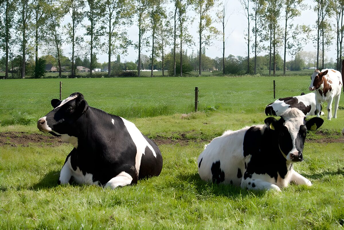 OCUK49775: Cow 11